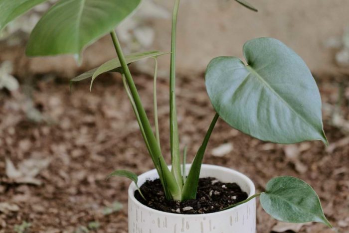 Monstera Plant Care Checklist