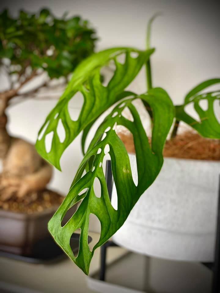 Monstera epipremnoides, also called monstera esqueleto. If you’re a fan of monstera adansonii, you’ll love this variety because its leaves look very similar, only bigger!