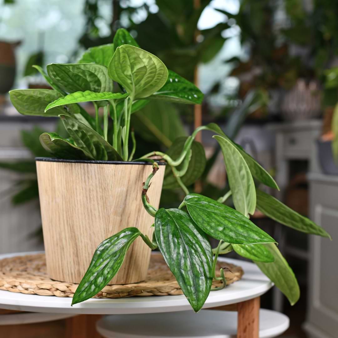 Here’s everything you need to know about monstera Peru plant care so you can bring this beautiful variety into your indoor jungle.