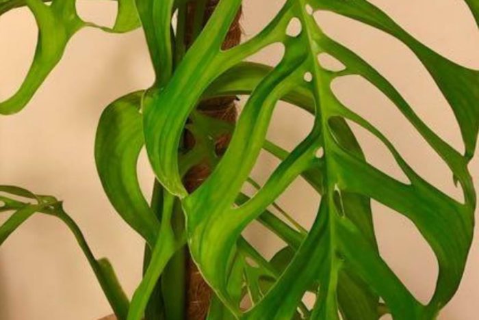 Monstera esqueleto plant care is a little more advanced than caring for many other monstera species. Learn more in this care guide.