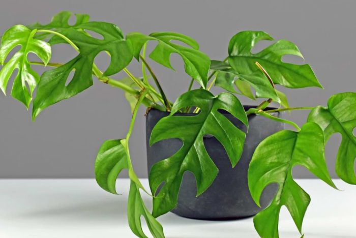 There is such a thing as a mini-monstera, and luckily monstera minima care is quite easy, especially if you have experience caring for monsteras and other aroids.