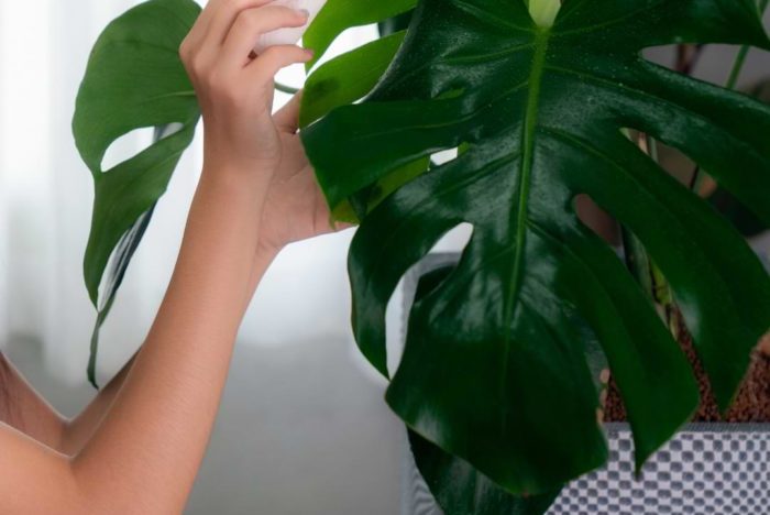 It’s important to know how to clean monstera leaves so you can keep your monstera beautiful and healthy for the long run.
