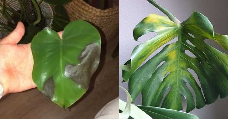 What to do if monstera leaves are turning yellow or have dark brown spot