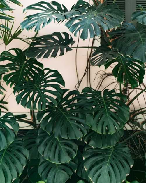 If the edges of your monstera turn a light brown color and get 