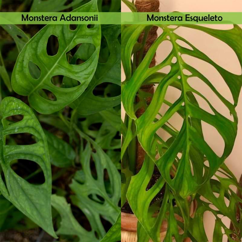 Monstera esqueleto plant care is a little more advanced than caring for many other monstera species. Learn more about the plant care here.