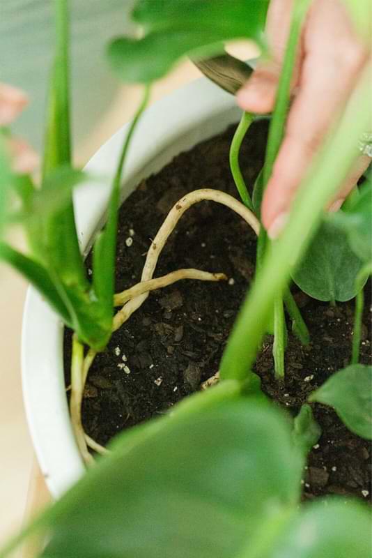 Monstera aerial roots form above the surface and higher up on the plant. Learn more about monstera aerial roots and keep your plant happy!