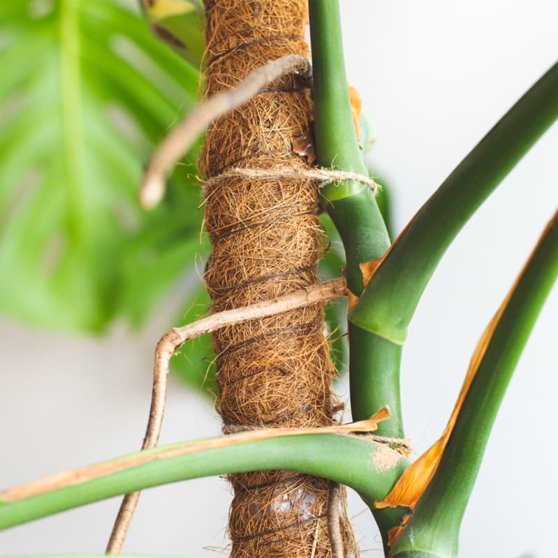 Monstera aerial roots form above the surface and higher up on the plant. Learn more about monstera aerial roots and keep your plant happy!