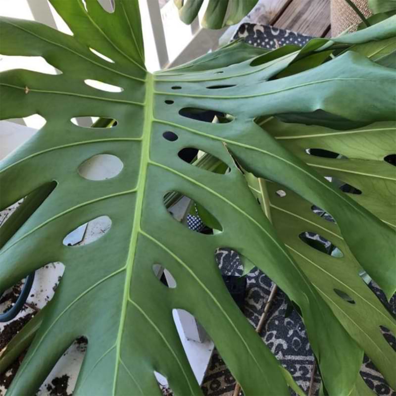 What should you do if you notice your monstera leaves curling? If your monstera's leaves are curling, that's a sure sign that it might not be getting enough water or that the environment is too dry.