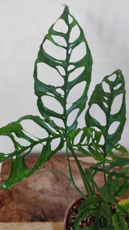 Monstera Obliqua Rare Plant Care Tips