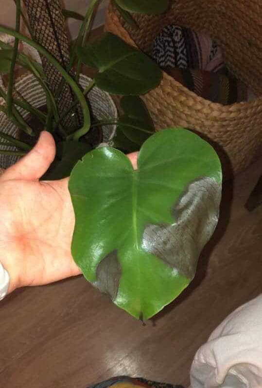 What do dark brown spots on Monstera leaves mean?