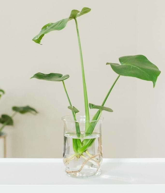 <yoastmark class='yoast-text-mark'>There is such a thing as a mini-monstera, and luckily monstera minima care is quite easy, especially if you have experience caring for monsteras and other aroids.</yoastmark>