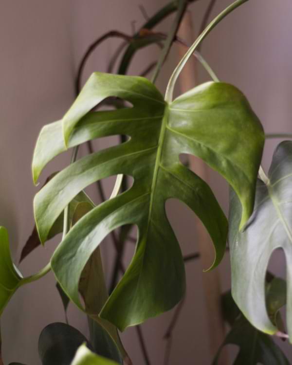 A drooping Monstera might be caused by over- or under-watering.