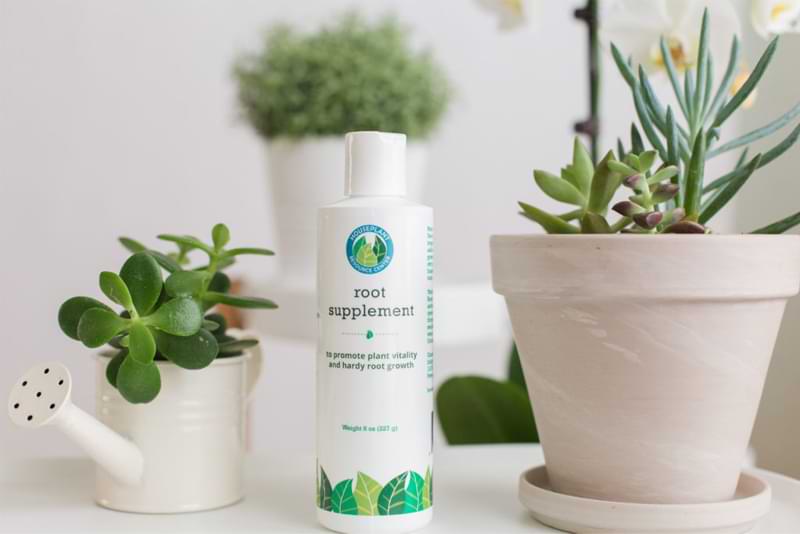 Root Treatment for Monstera