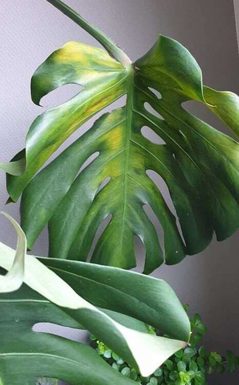 What does it mean if Monstera leaves turn yellow?