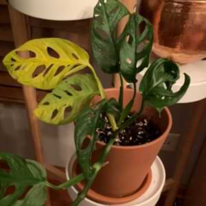 One of the most common issues monstera owners run into is their monstera leaves turning yellow. Luckily, this is a pretty easy issue to fix, especially if you catch it early.