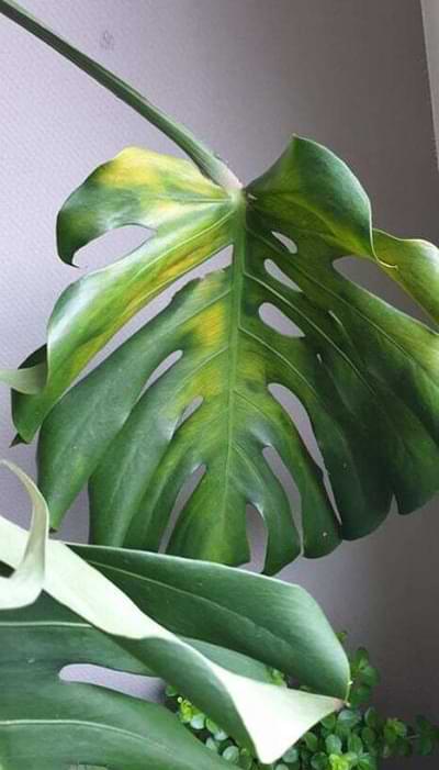 Monstera Yellowing Leaves