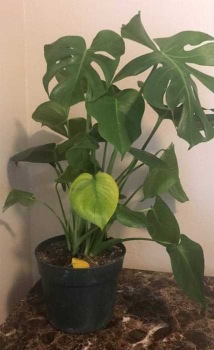 4 Signs Your Monstera is Overwatered - Monstera Resource Center
