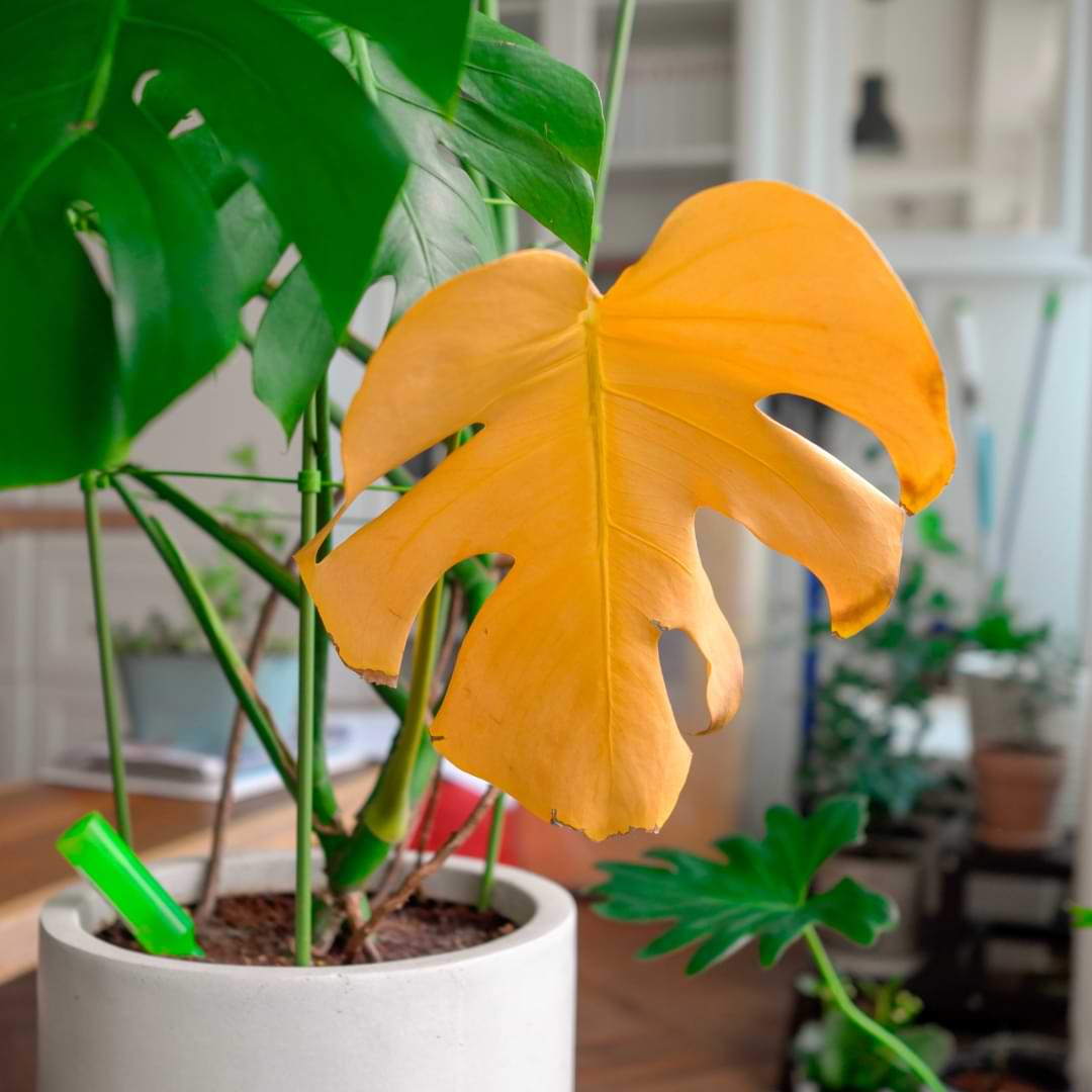 Monstera Stem Turning Yellow: How to Revitalize Your Plant