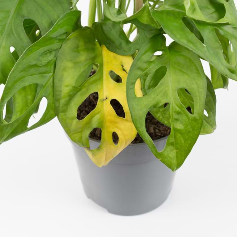 When you notice your monstera leaves turning yellow, you have time to make some changes to save your plant!