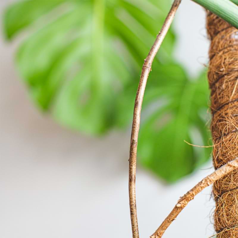 Here is the best way to care for monstera aerial roots, how to keep them healthy, and how to prevent them from taking over your plant's pot!