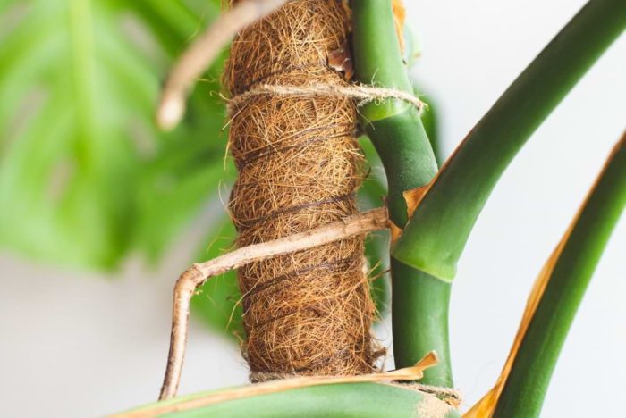 Here is the best way to care for monstera aerial roots, how to keep them healthy, and how to prevent them from taking over your plant's pot!
