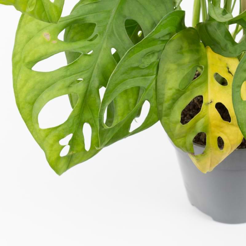 The potential causes of monstera adansonii yellow leaves, how to fix them, and how to prevent this issue in the first place!