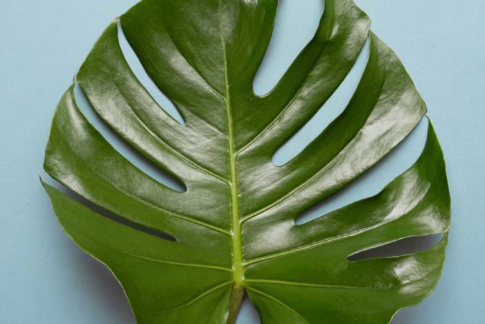 Monstera Leaves Curling: Why it Happens and How to Fix. What you can do about it to make your monstera’s leaves beautiful and healthy again!