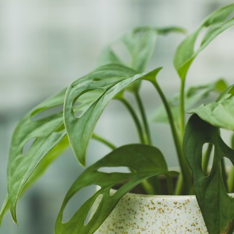 Monstera Leaves Curling: Why it Happens and How to Fix. What you can do about it to make your monstera's leaves beautiful and healthy again!