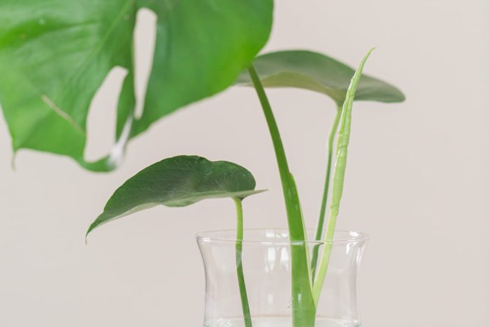 Is propagating monstera without a node possible? In this article, we’ll clarify the ins and outs of propagating with stem cuttings so you can take the best cuttings that have everything they need to grow into a new, healthy monstera plant.
