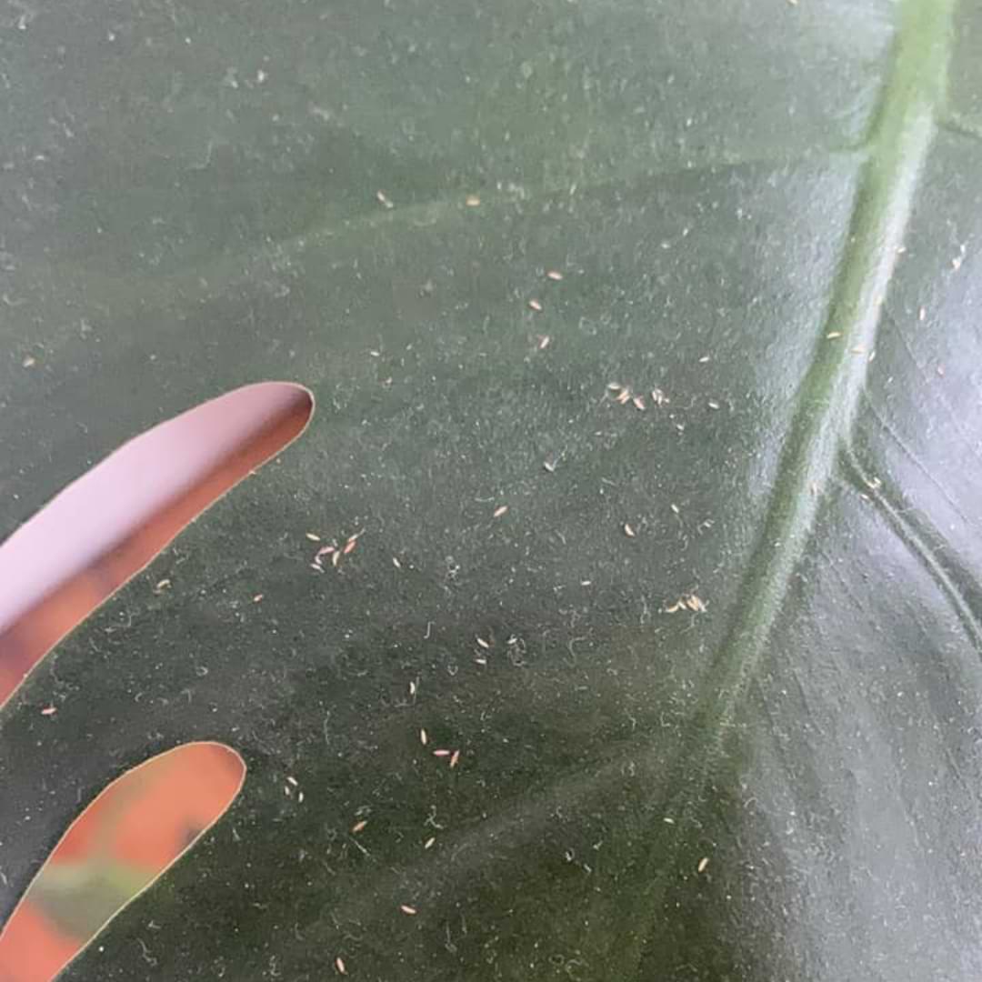 Thrips on Monstera  How to Identify and Get Rid of Them