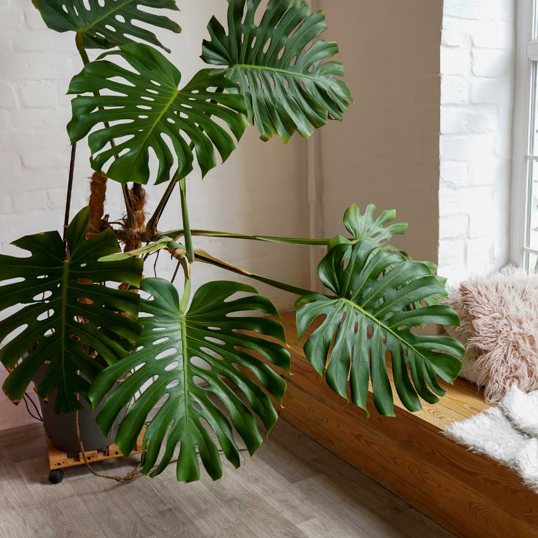 Do Monstera Grow Fast