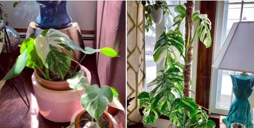 Monstera plants are known for growing quite large indoors and outdoors. But just how fast do monsteras grow indoors?