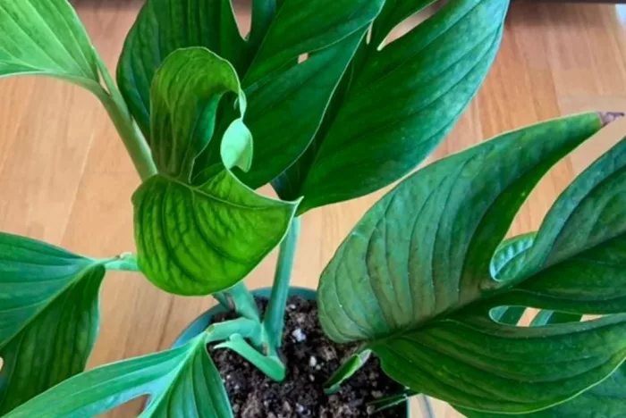 In this article, we’ll teach you everything you need to know about how to care for Monstera pinnatipartita.