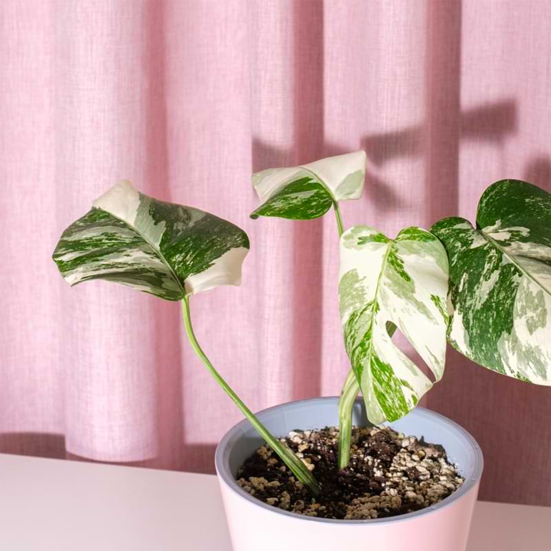 What can you expect to pay for a monstera? We’ll walk you through everything you need to know in this monstera plant price guide