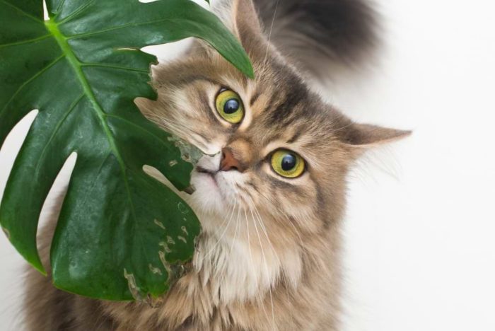 In this article, we’ll explore what makes monsteras toxic to cats, as well as steps you can take to keep your cat away from your monstera.