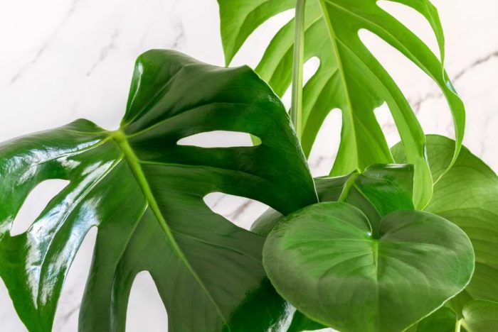Droopy Monstera