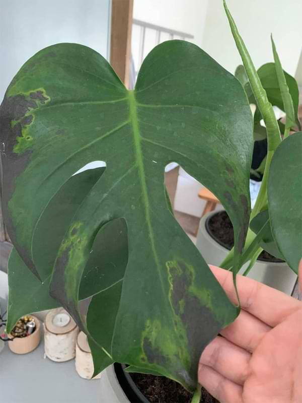 Figure out why your monstera leaves are turning black as soon as you notice it, some diseases are able to spread to your other plants.