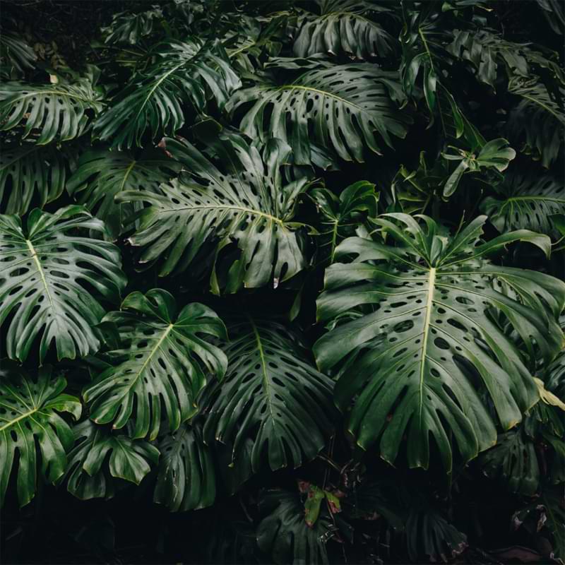 Giant Monstera plants are a wonder to see, and they are on most houseplant enthusiasts' list of plants they just have to have.