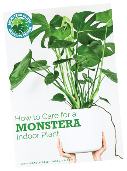 Monestera-Indoor-Plant