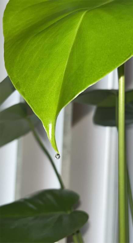 Have you ever noticed your Monstera dripping water or "sweating" leaves? And wondered why in the world it's doing that?