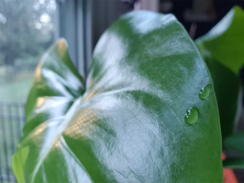 Have you ever noticed your Monstera dripping water or "sweating" leaves? And wondered why in the world it's doing that?