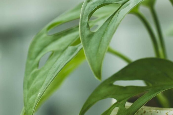 Have you ever noticed your Monstera dripping water or "sweating" leaves? And wondered why in the world it's doing that?