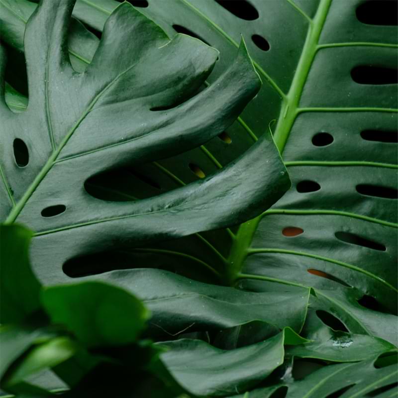 Explore all about the beauty of monstera double and triple fenestration in their leaves, where to find them and how to take care of them.