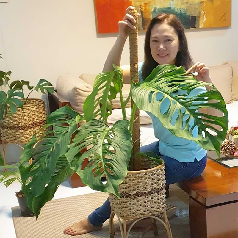 Monstera Laniata vs Adansonii are two plants that have a similar appearance. This makes its challenging to tell them apart.