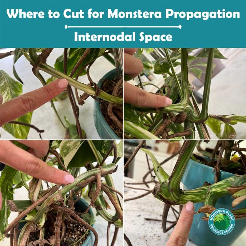 How to Plant, Grow, and Care for Monstera Albo - Complete Guide