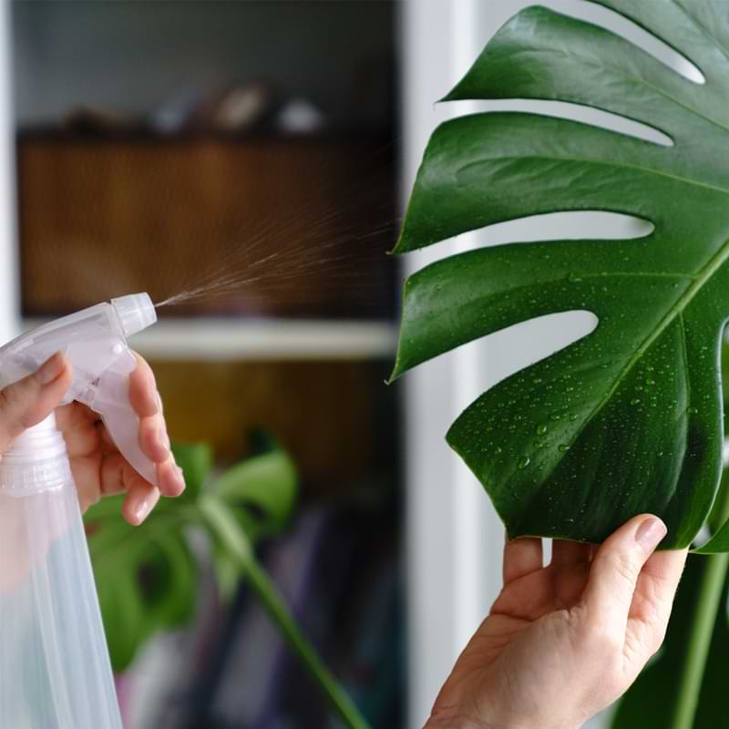 You may wonder do monsteras like humidity? We have some answers and general guidelines for monstera’s humidity levels.