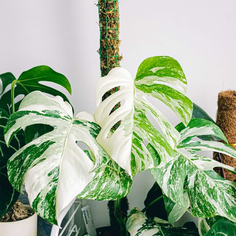 Learn how to stay monstera plants. Uou can create beautiful displays of foliage as your Monstera climbs towards new heights.