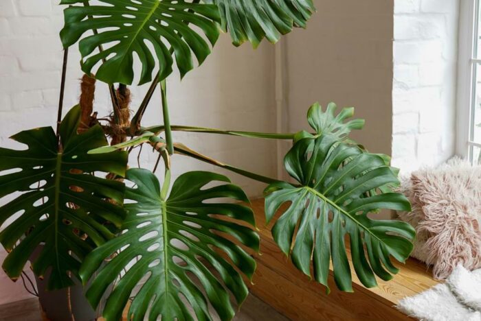 Distinctly Home Plante monstera artificielle