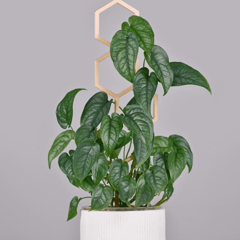 The Monstera Siltepecana is a stunning monstera variety that many people have gravitated towards, and for good reason!