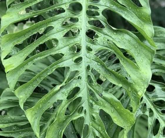 The Monstera Punctulata, with distinctively patterned leaves, is sure to turn heads and bring a touch of tropical elegance into any space.